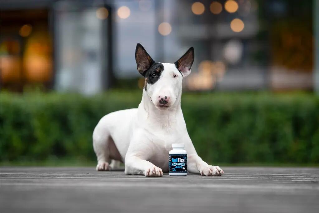 Suplement na stawy dla psów z kolagenem rybim Game Dog AniFlexi Marine 80 tab. 3/5
