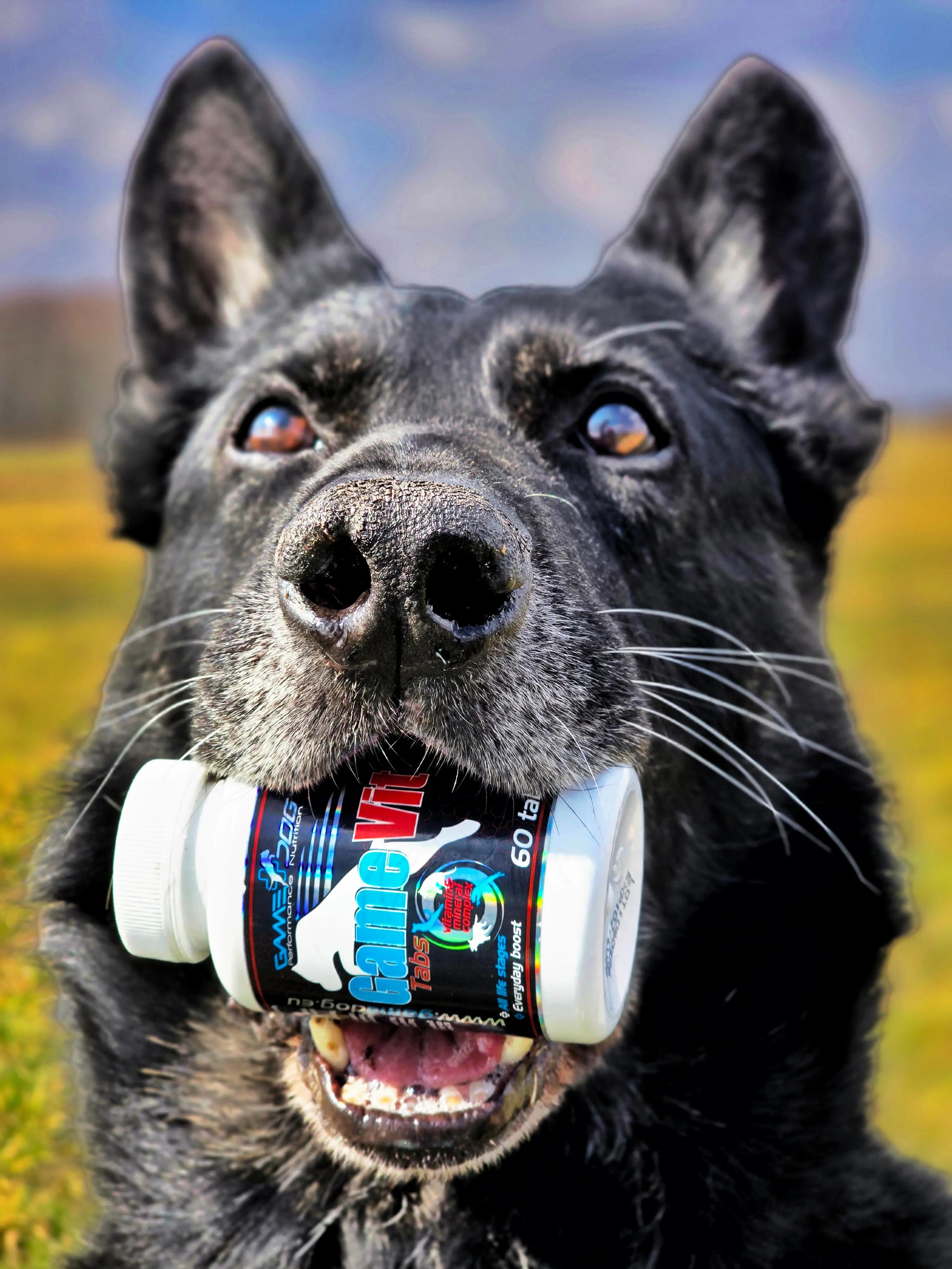 Kompleks witamin i minerałów dla Psa Game Dog GameVit 60 tabletek 4/4