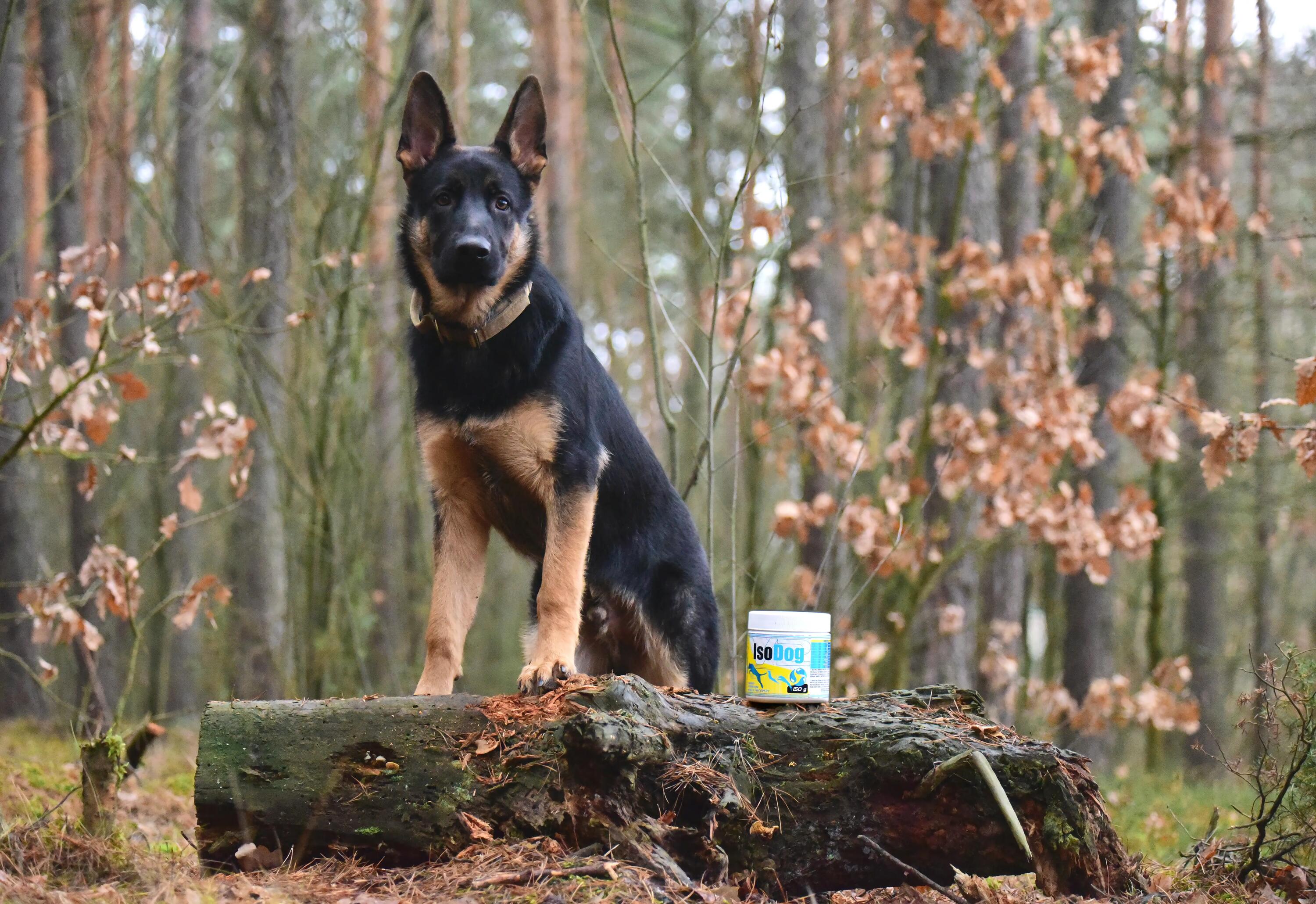 Izotonik dla psów w proszku Game Dog IsoDog 150 g 6/6