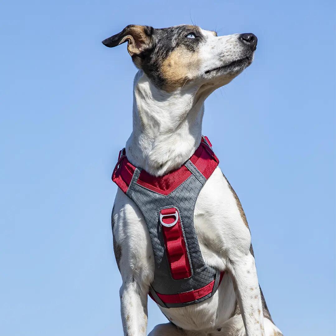 Harnais chien - course et rando - mixte - journey air - rouge 5/5
