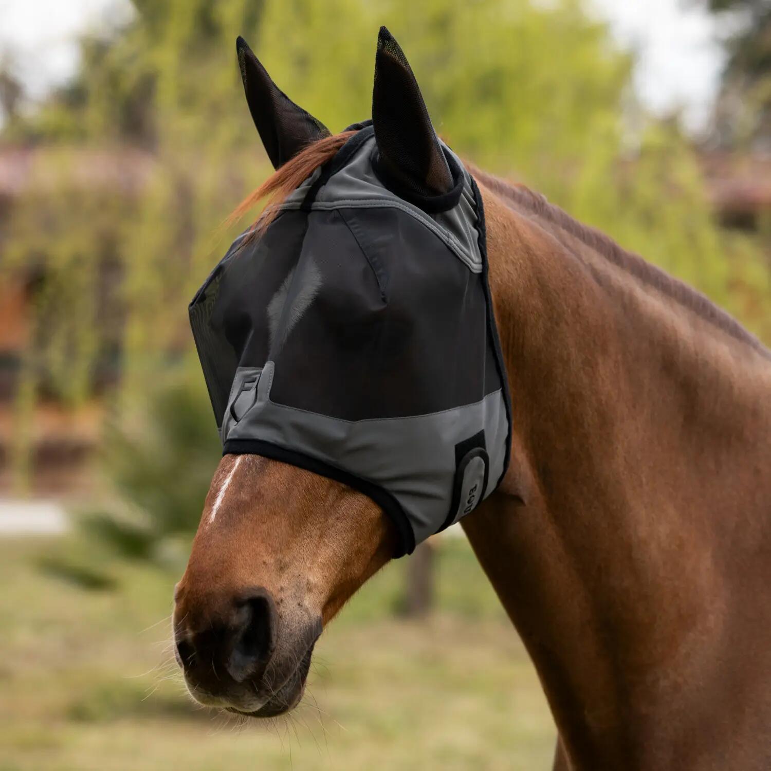 EQUESTRO picture