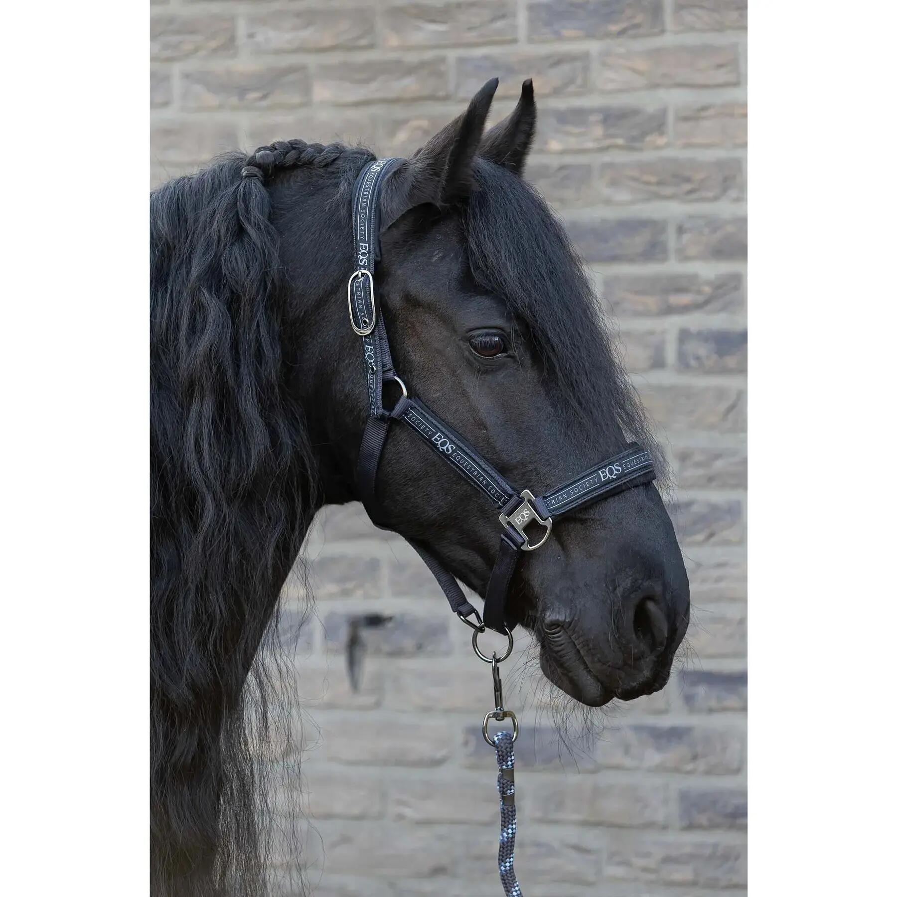 Ensemble licol et longe pour cheval Harry's Horse EQS 2/6