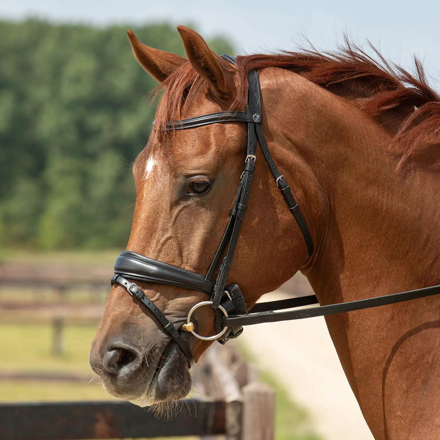 HARRYS HORSE picture