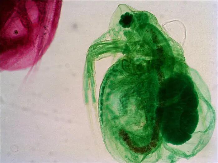 Microscopio monoculare Levenhuk 700M 14/15