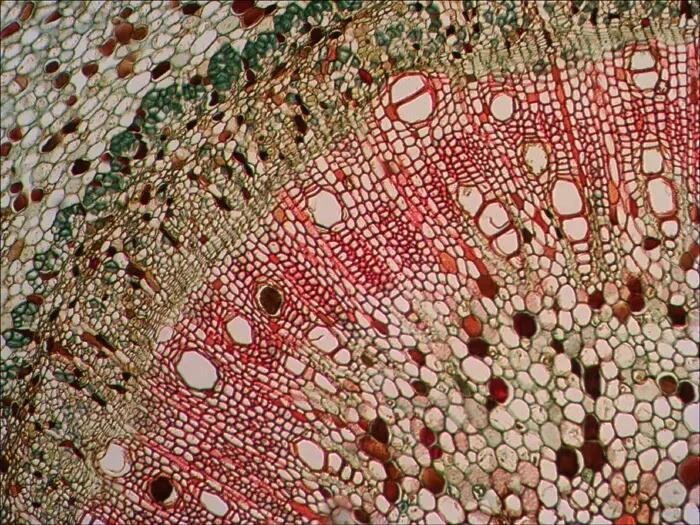 Microscopio monoculare Levenhuk 700M 13/15