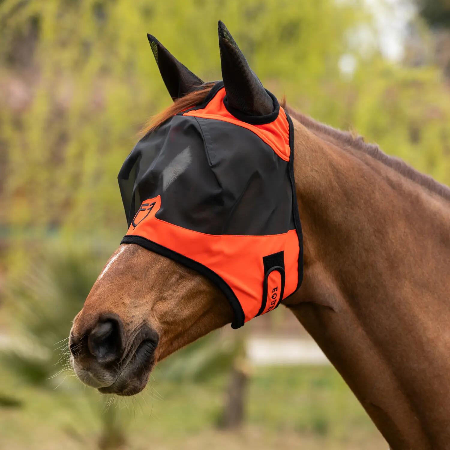 EQUESTRO picture
