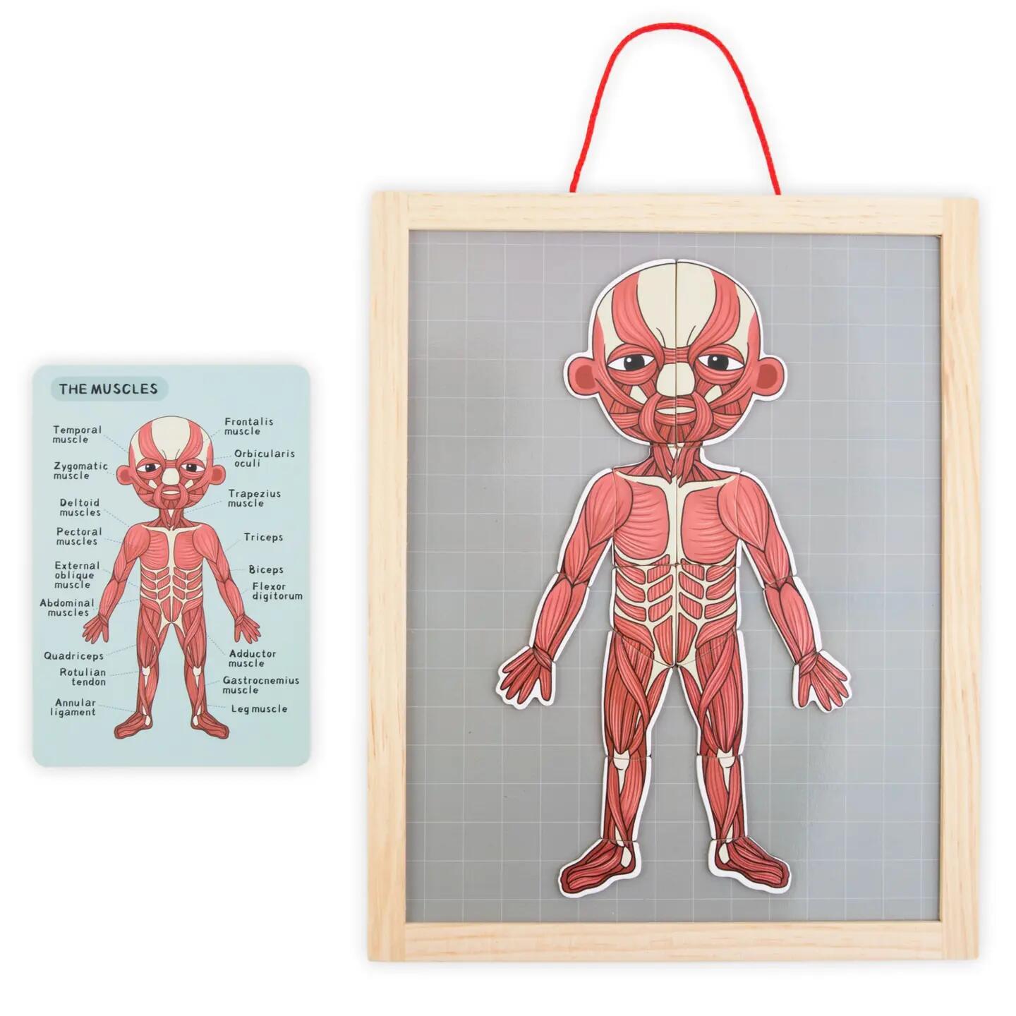 Puzzle magnetyczne dla dzieci do nauki anatomii człowieka, 74 elementy 8/13