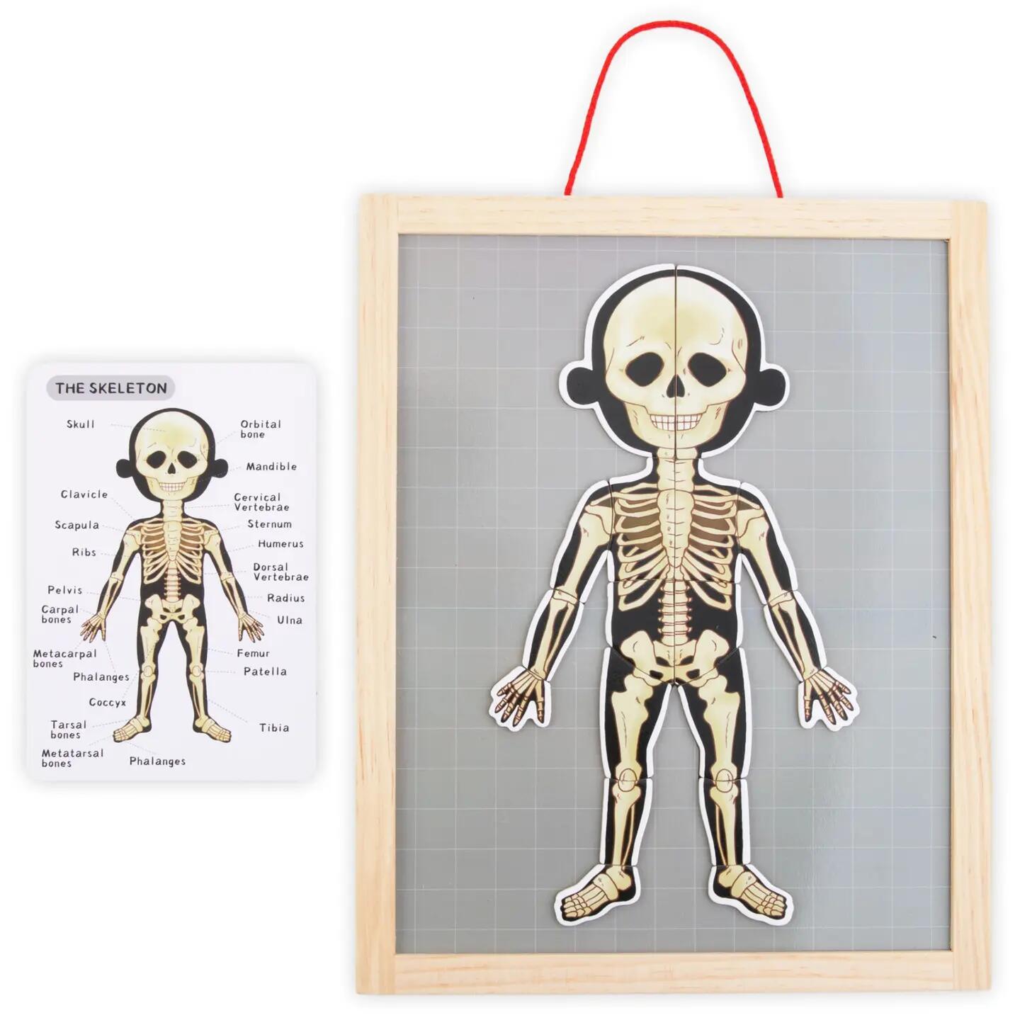 Puzzle magnetyczne dla dzieci do nauki anatomii człowieka, 74 elementy 7/13
