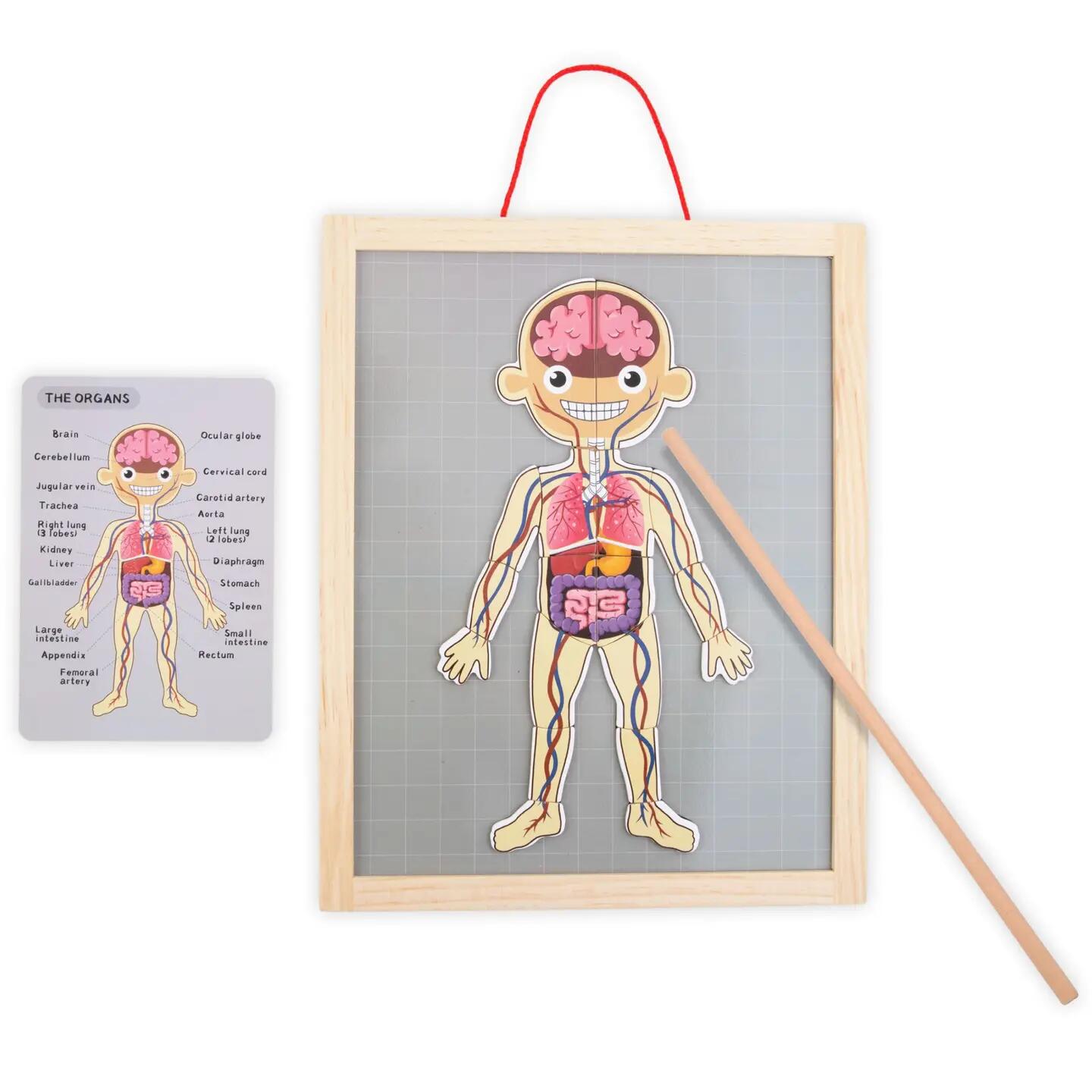 Puzzle magnetyczne dla dzieci do nauki anatomii człowieka, 74 elementy 5/13