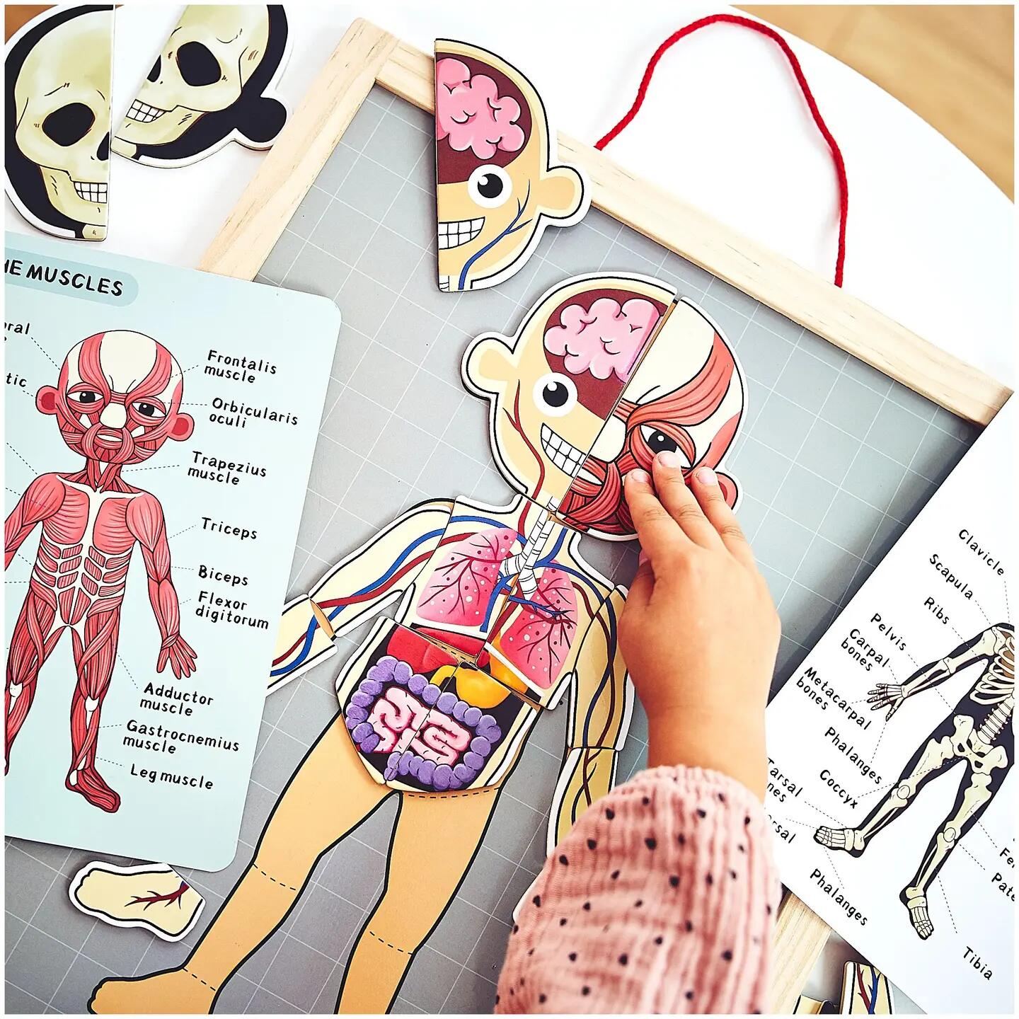 Puzzle magnetyczne dla dzieci do nauki anatomii człowieka, 74 elementy 3/13
