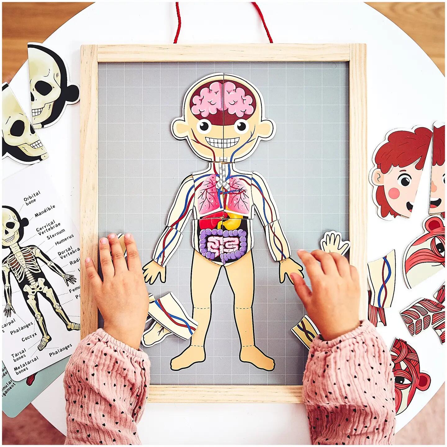 Puzzle magnetyczne dla dzieci do nauki anatomii człowieka, 74 elementy 2/13