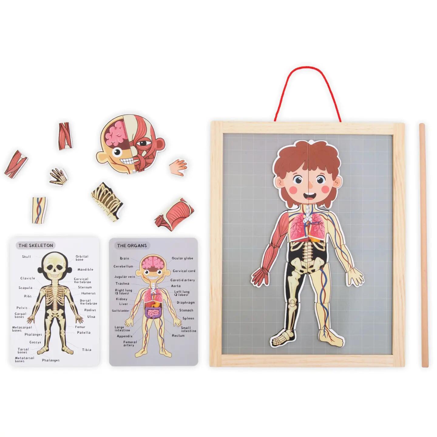 Puzzle magnetyczne dla dzieci do nauki anatomii człowieka, 74 elementy 12/13