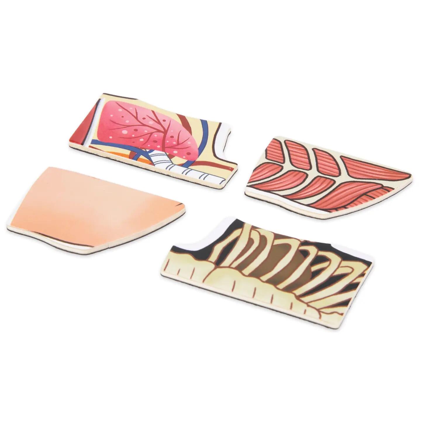 Puzzle magnetyczne dla dzieci do nauki anatomii człowieka, 74 elementy 11/13