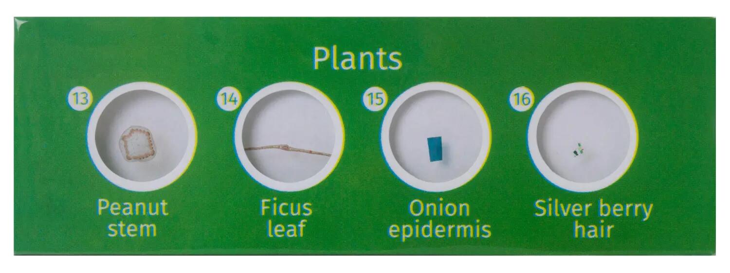 Levenhuk LabZZ P12 Plants Prepared Slides Set 2/11