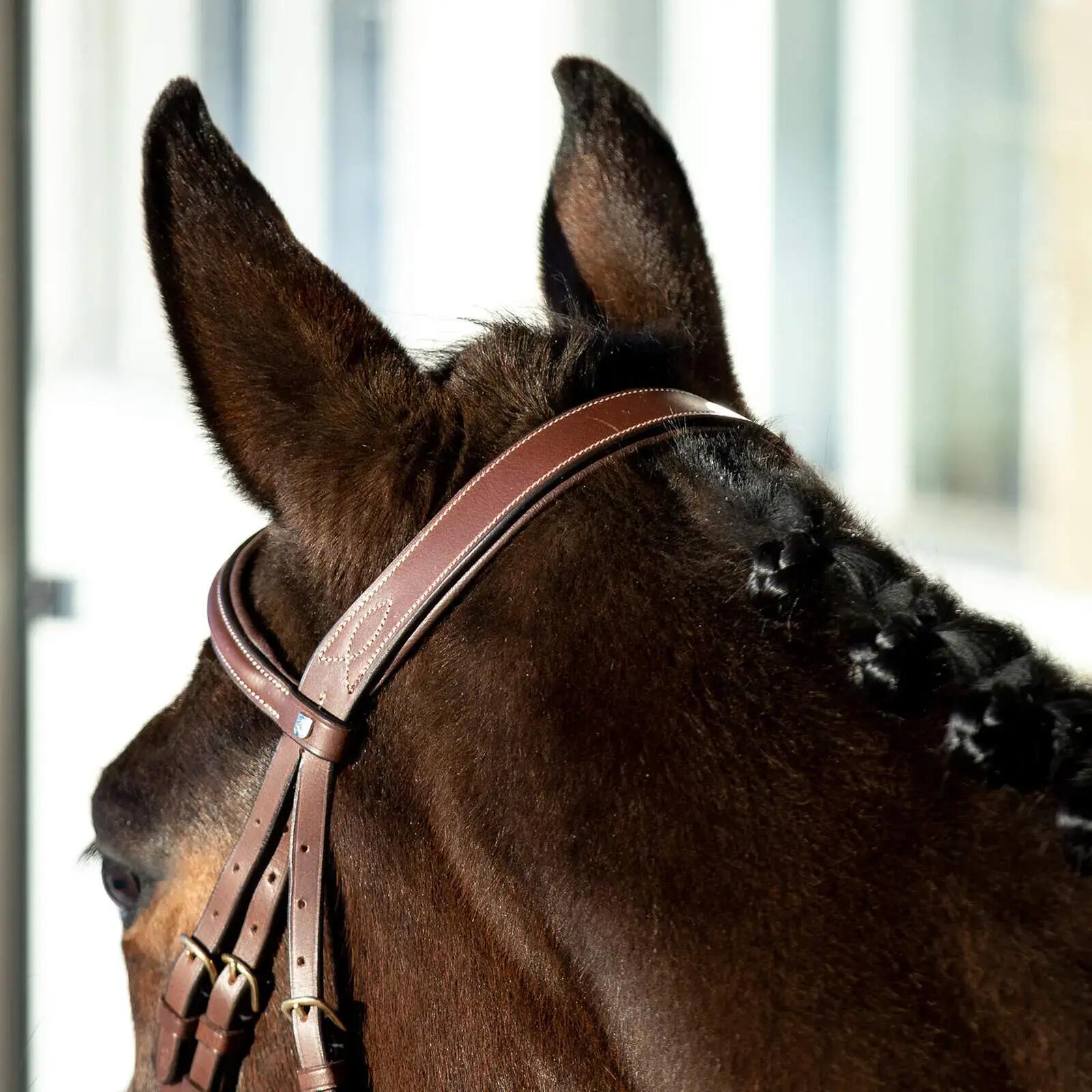 Reittrense für Pferd mit kombiniertem Reithalfter für Pferd gepolstert Horze Con 5/6