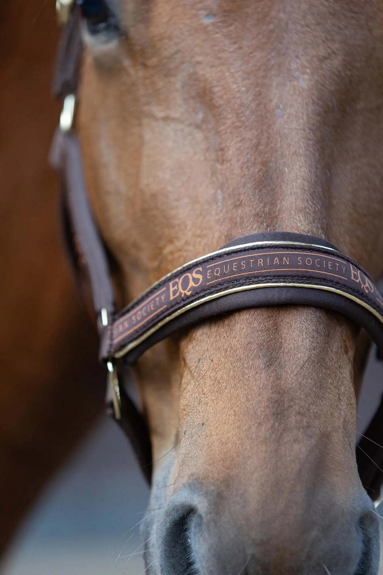 Ensemble licol et longe pour cheval Harry's Horse EQS 6/6