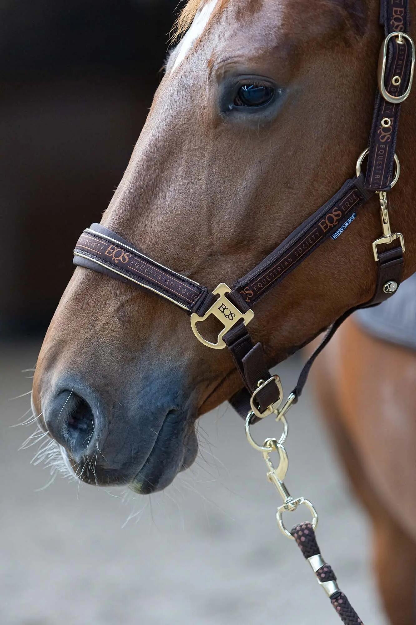 Ensemble licol et longe pour cheval Harry's Horse EQS 5/6