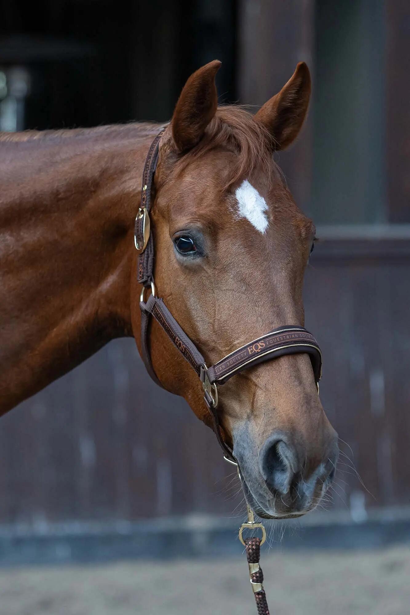 Ensemble licol et longe pour cheval Harry's Horse EQS 4/6