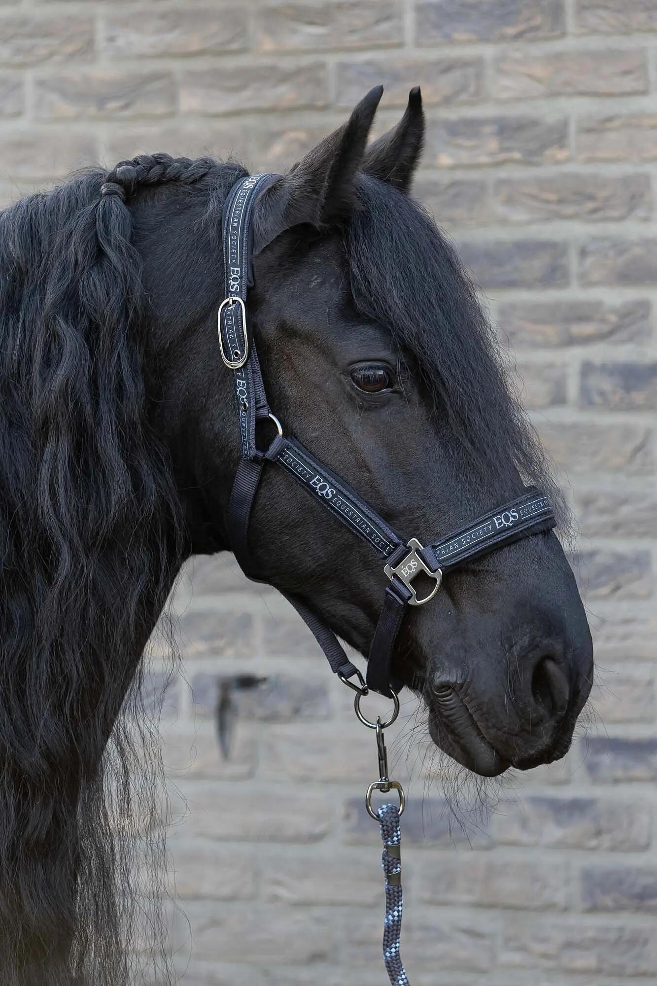 Ensemble licol et longe pour cheval Harry's Horse EQS 3/6