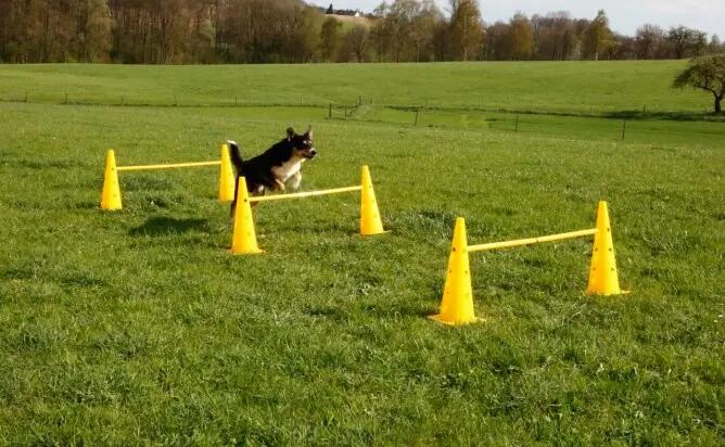 Juguete para perros saltarines Kerbl Agility 5/6