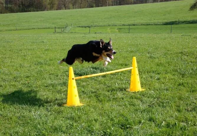 Juguete para perros saltarines Kerbl Agility 4/6