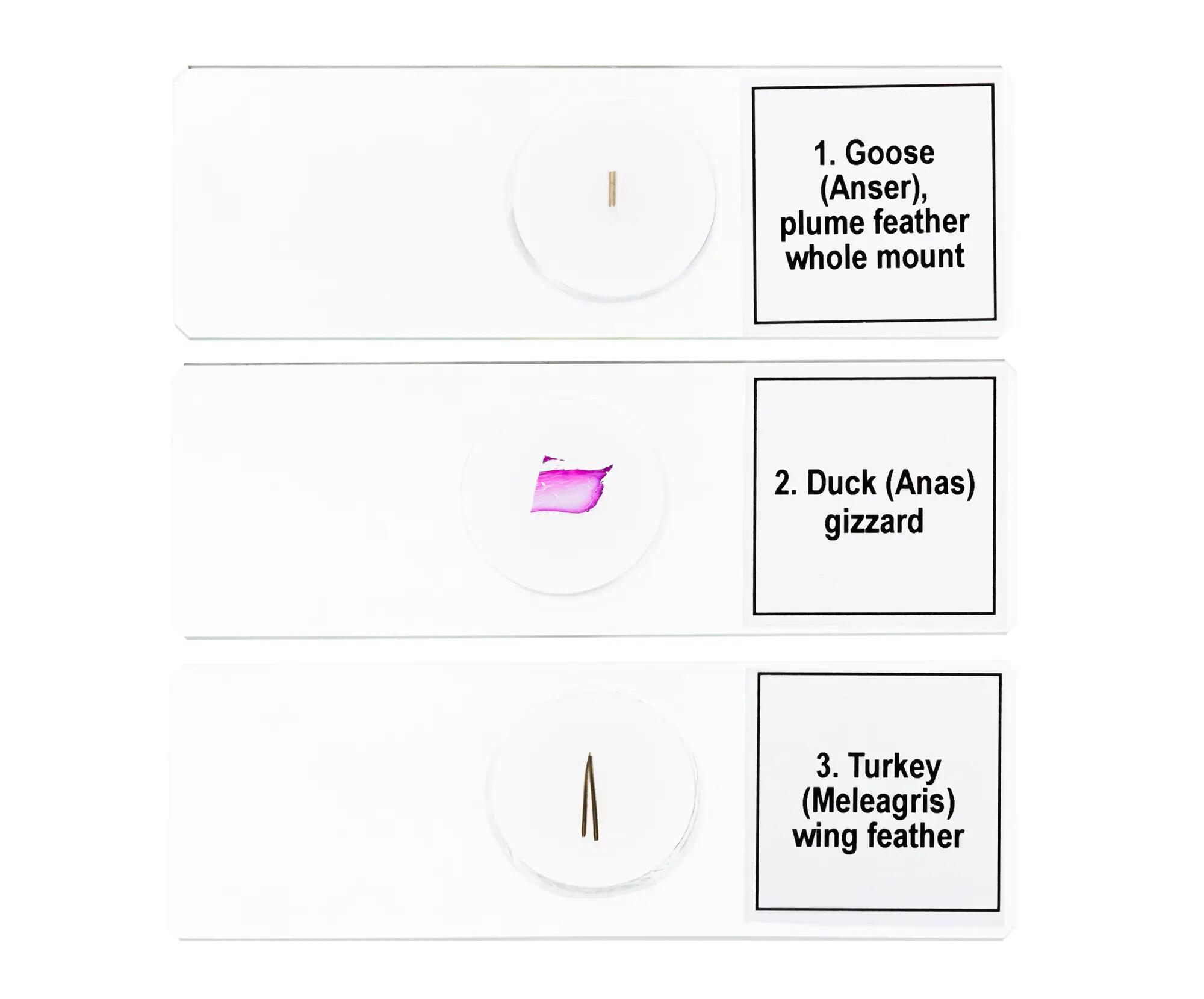 Set de préparations Levenhuk Discovery Prof Specimens DPS 5. Oiseaux. 6/8