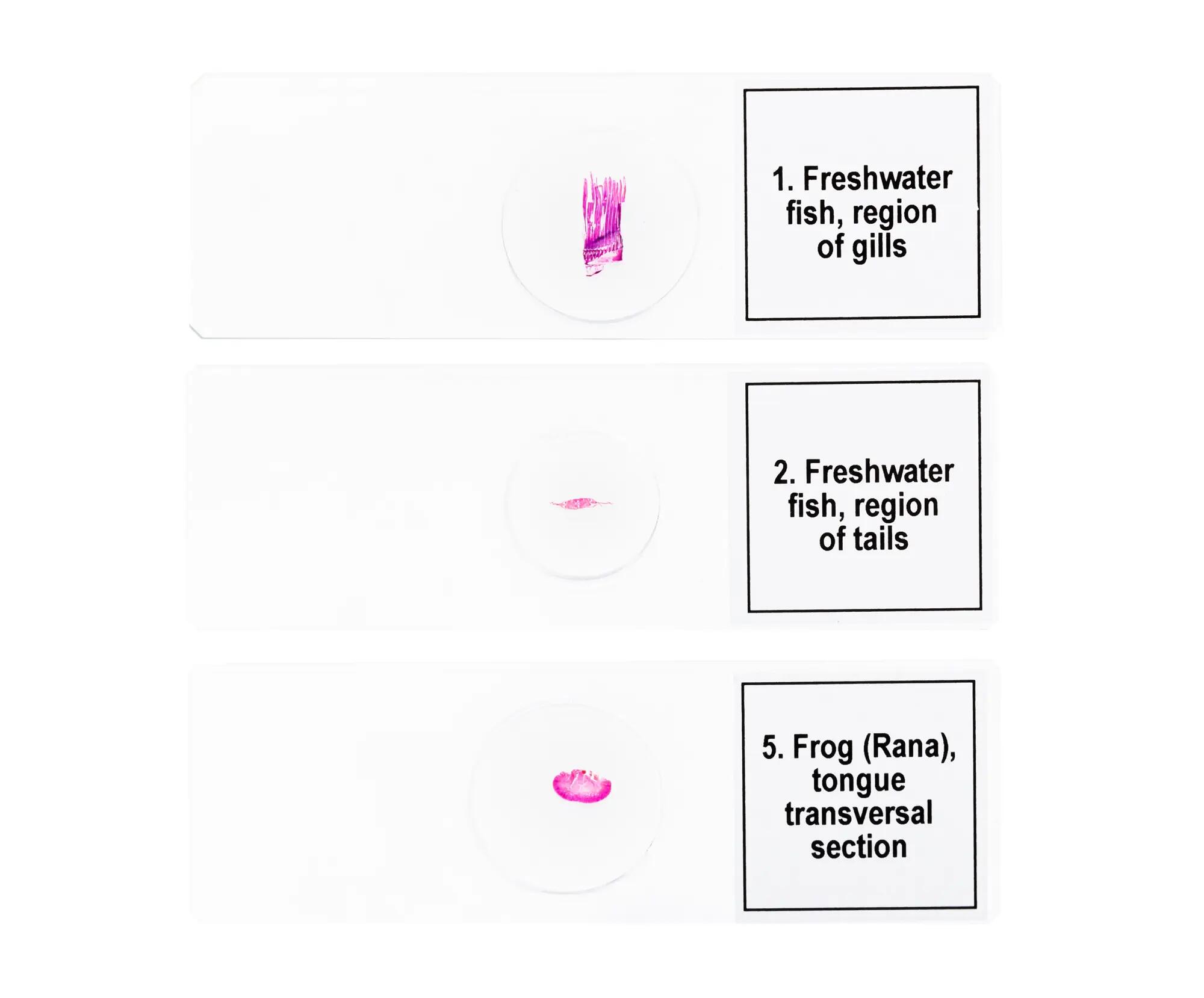 Set de préparations Levenhuk Discovery Prof Specimens DPS 5. Amphibiens. 6/8