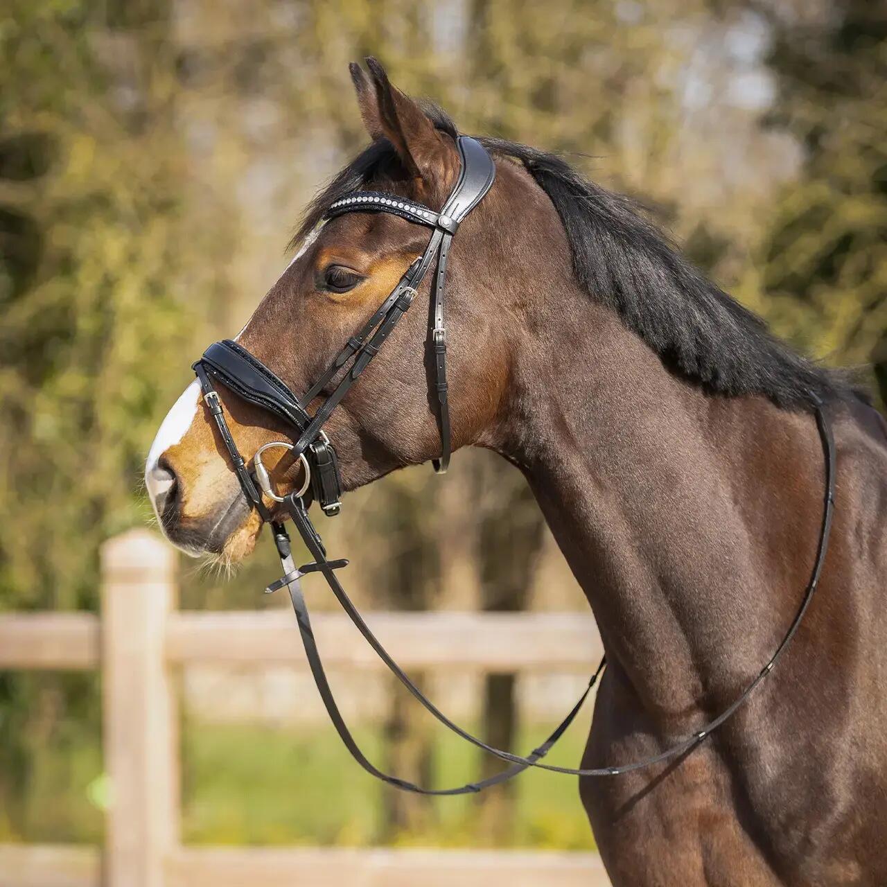 Bridon Skye - QHP 7/7