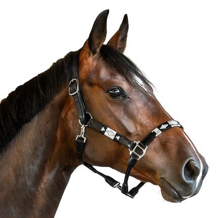 Licol en cuir pour cheval Bridlery