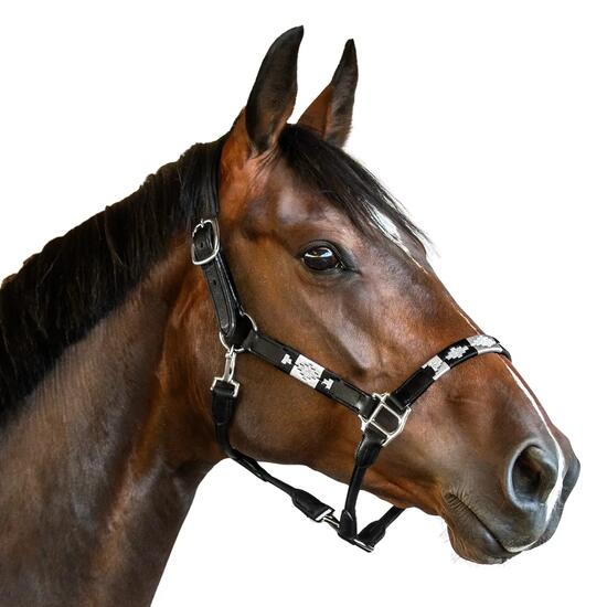 Licol en cuir pour cheval Bridlery