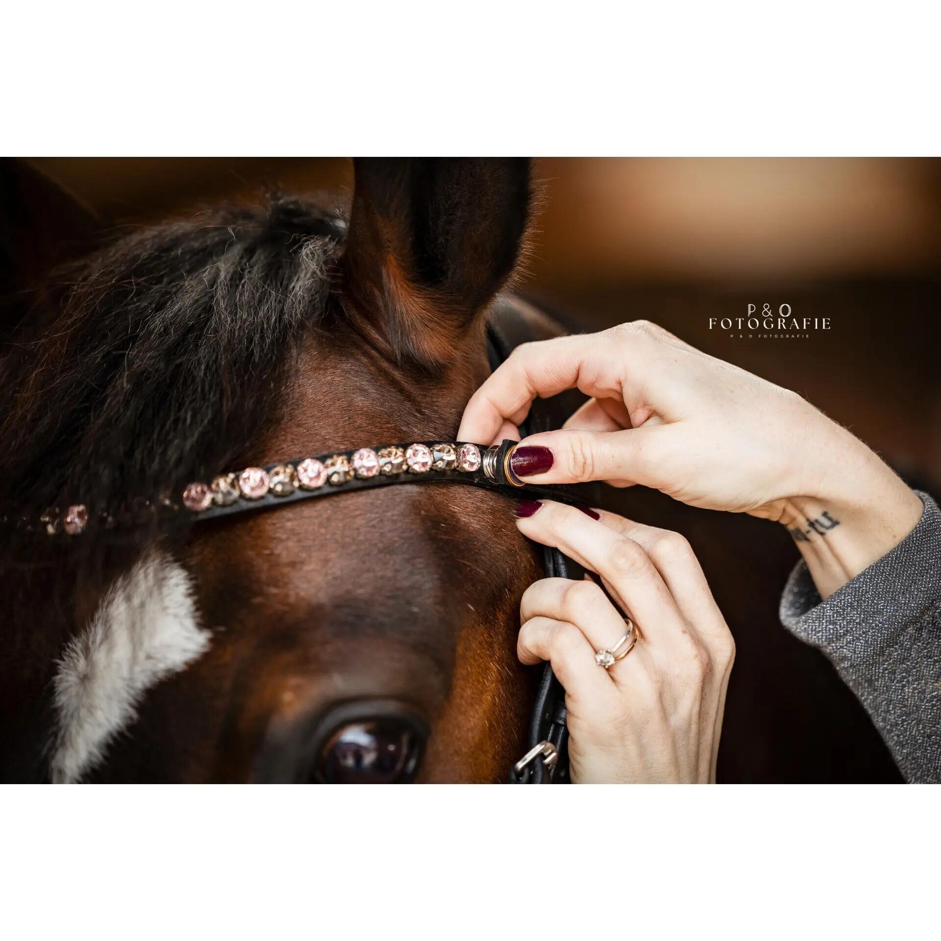 Frontal pour cheval motif chocolate rose Bridlery 3/5