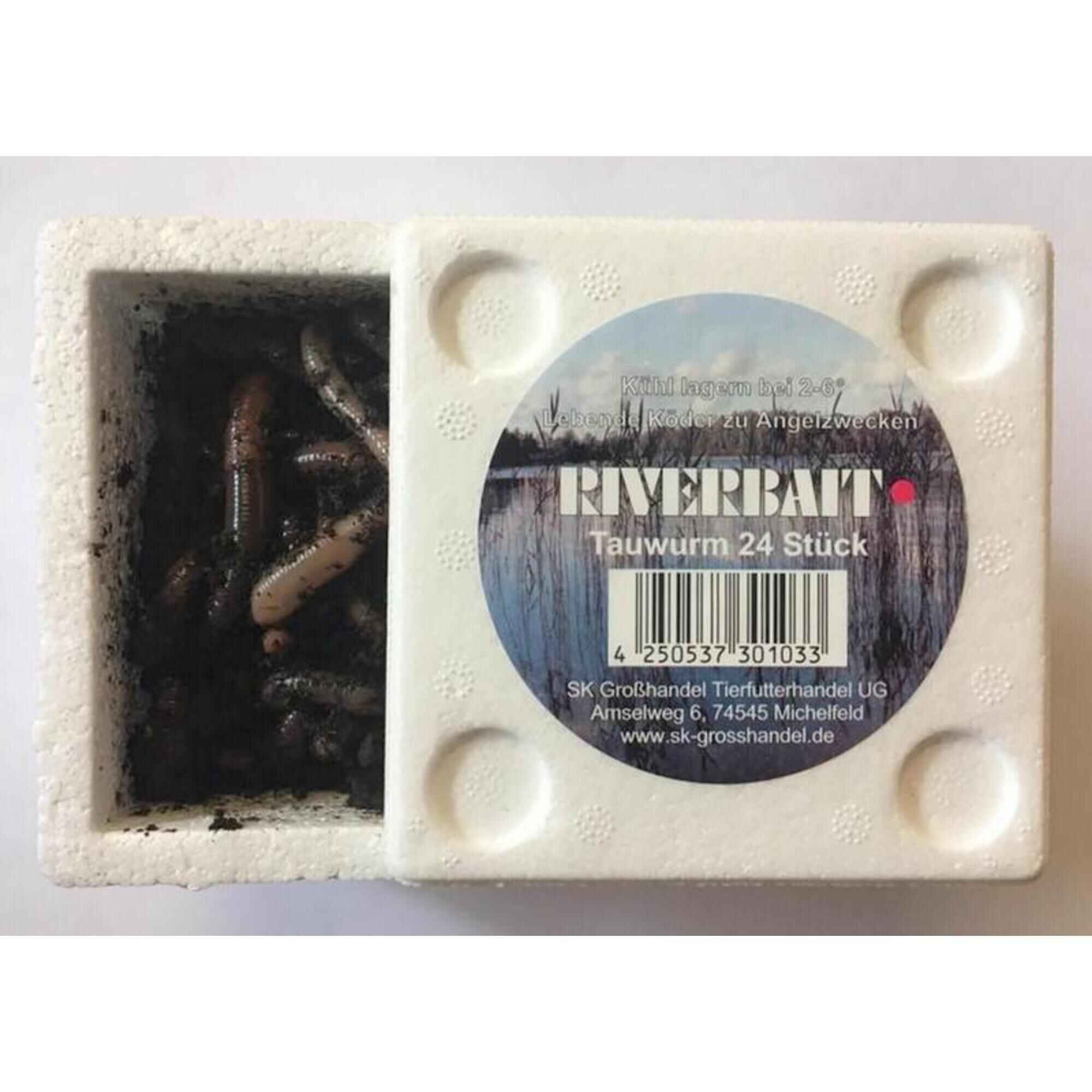 RIVERBAIT - Lebendköder Tauwurm in der Thermobox 24 Stück