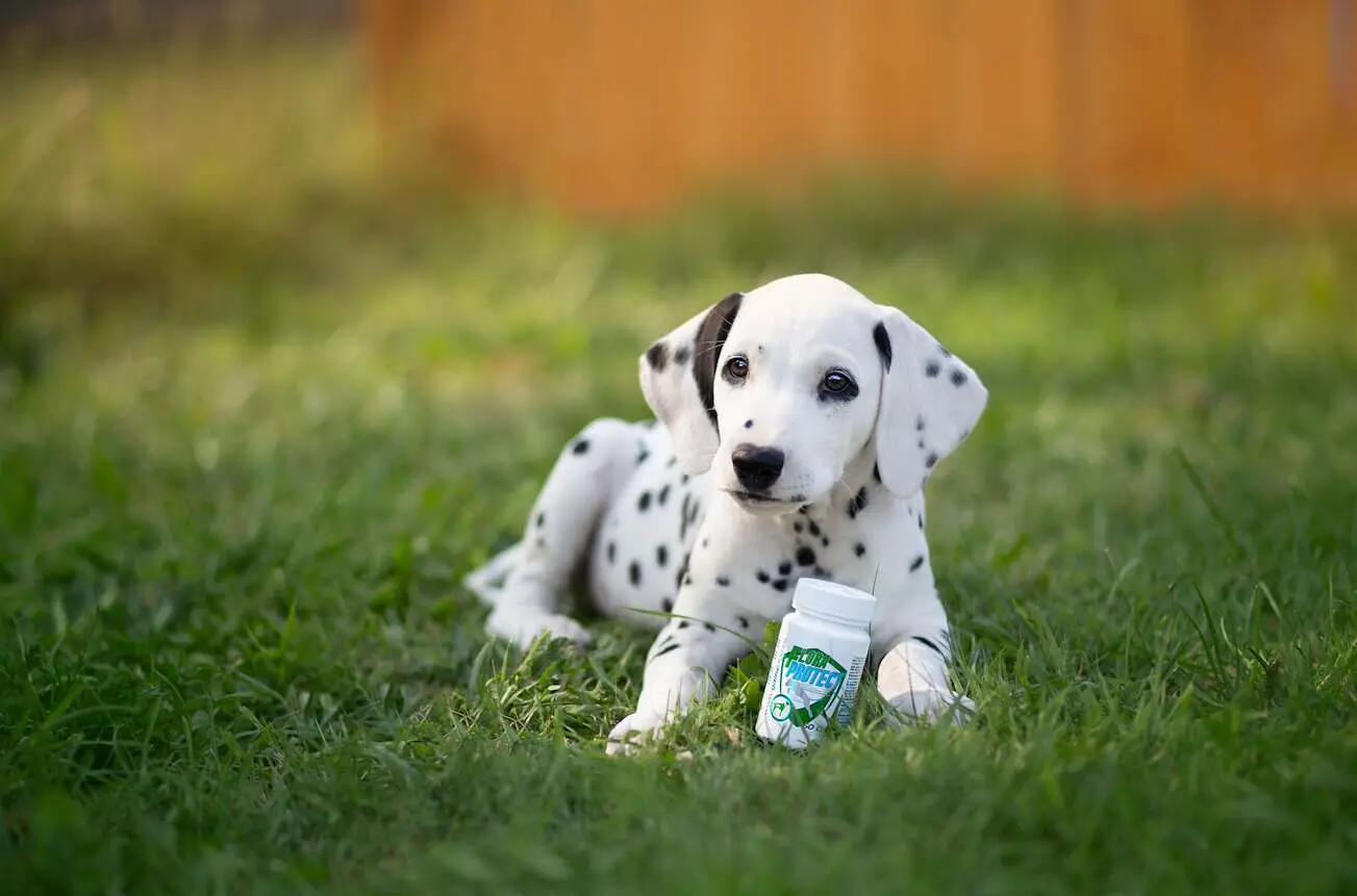 Zaawansowany probiotyk dla psów Game Dog Flora Protect 60 kapsułek 7/7