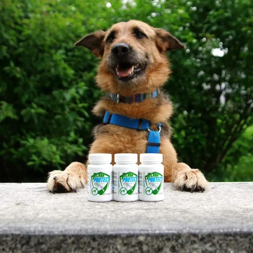 Zaawansowany probiotyk dla psów Game Dog Flora Protect 60 kapsułek 5/7