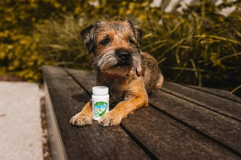 Zaawansowany probiotyk dla psów Game Dog Flora Protect 60 kapsułek 4/7