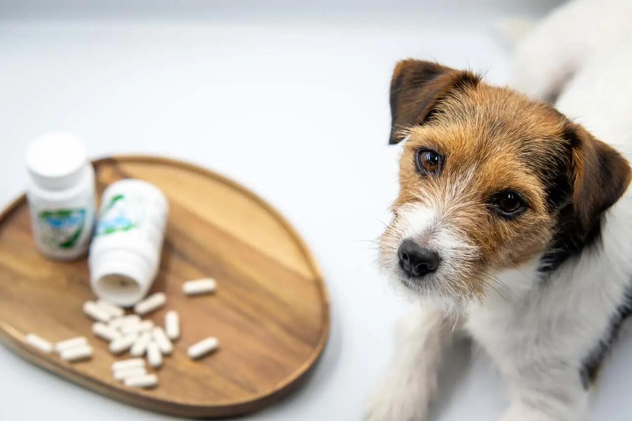 Zaawansowany probiotyk dla psów Game Dog Flora Protect 60 kapsułek 3/7