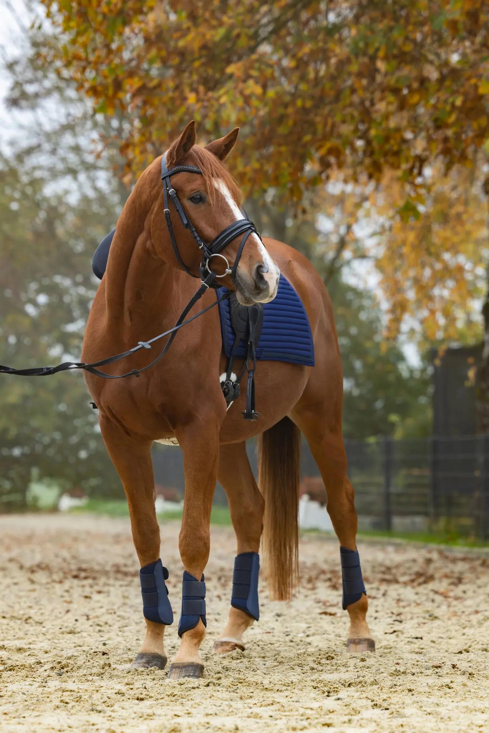 Guêtres de dressage mesh Avina - Covalliero 2/3