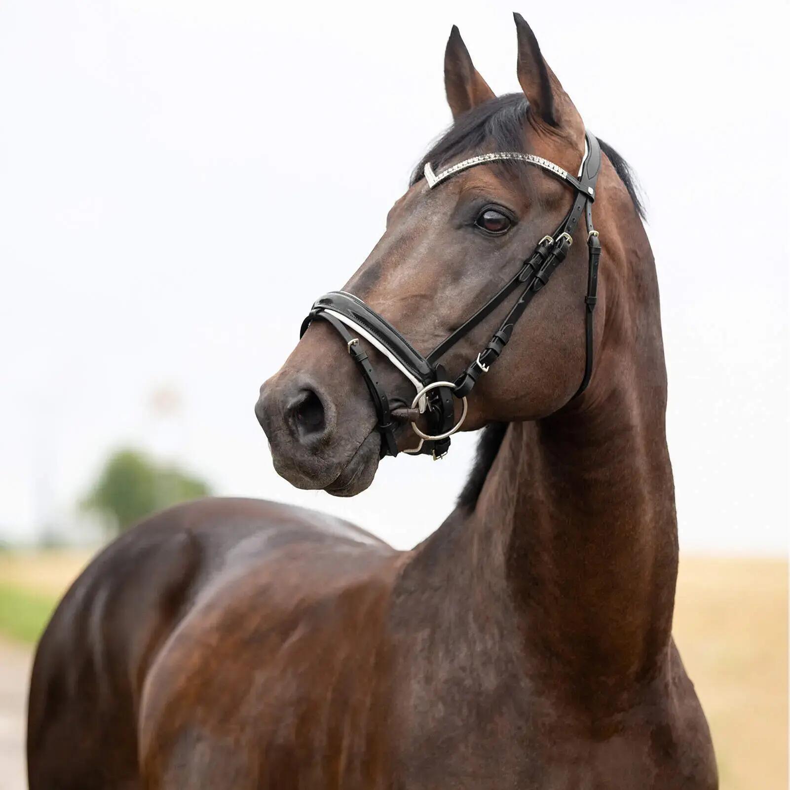 Bridons équitation pour cheval anatomique Horze Grayson 4/6