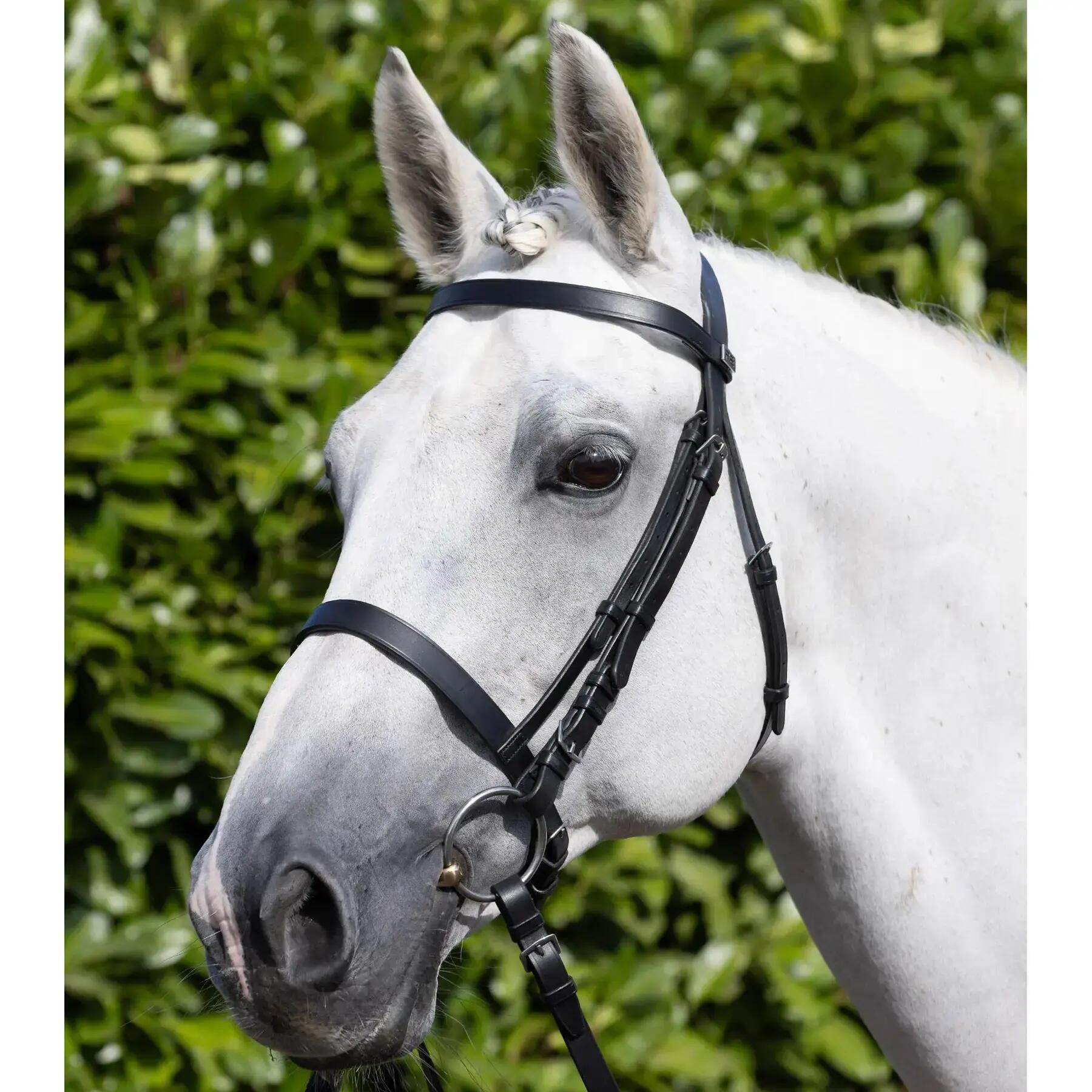 Bridas para caballos Premier Equine Caveson 6/6
