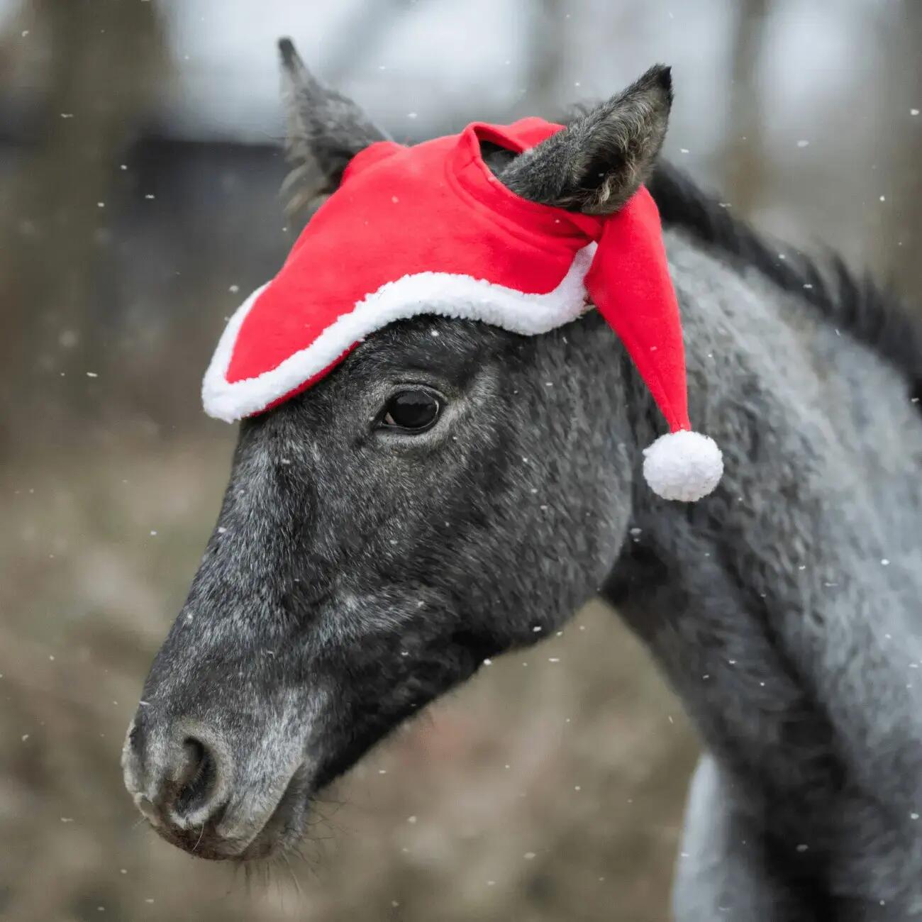 Cappello per cavallo con pompon York 2/4