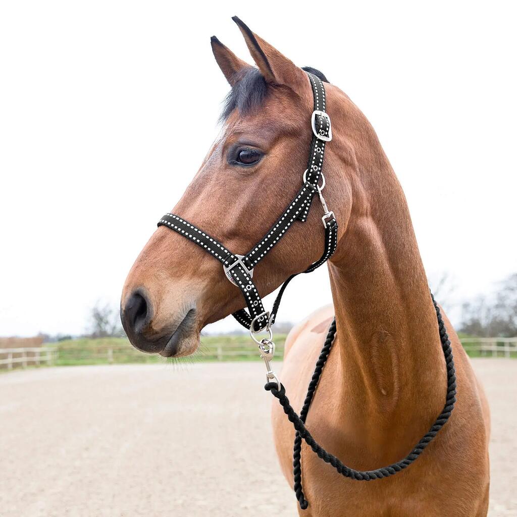 Halter and lead rope set for horse Horze Cooper