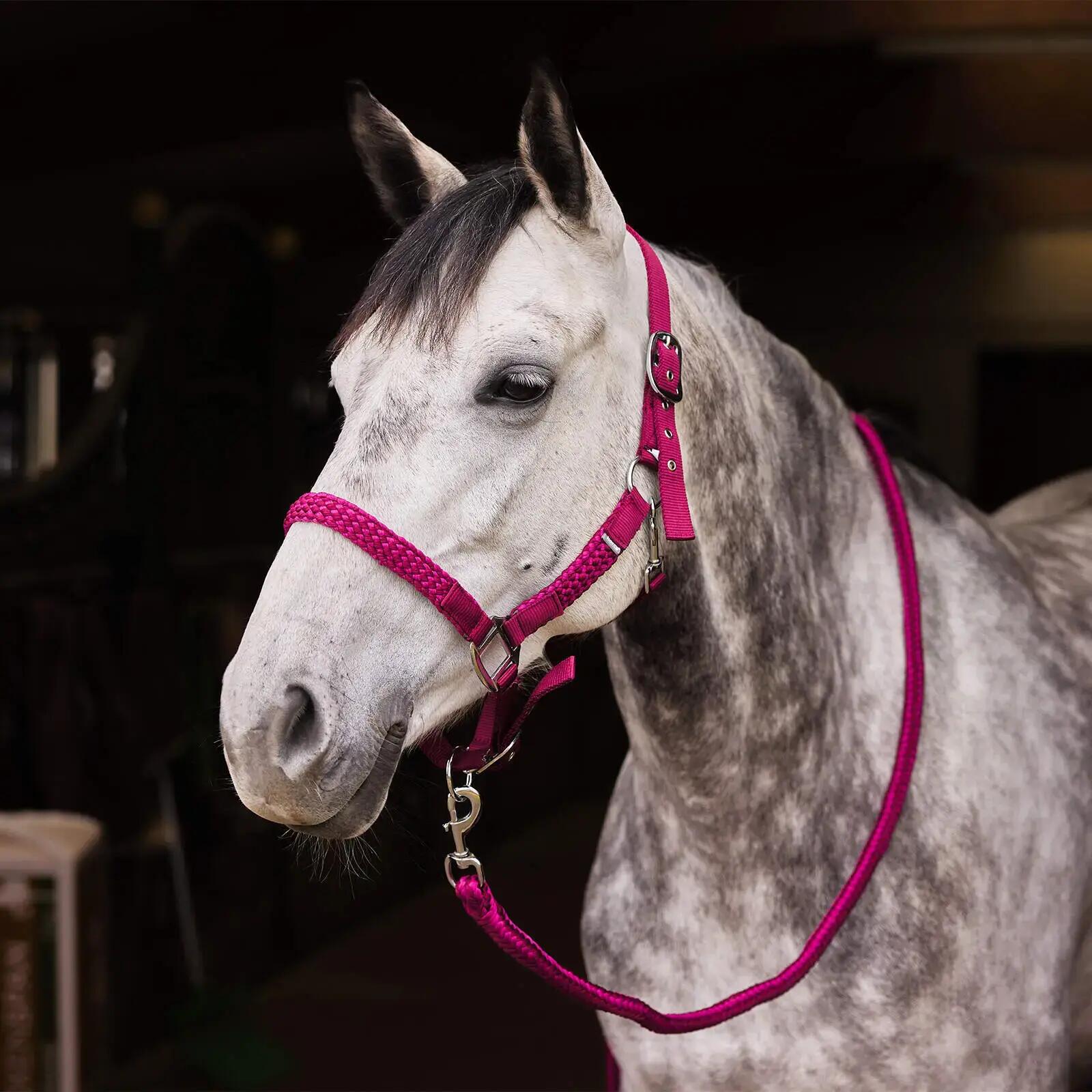 Ensemble licol et longe pour cheval Horze Chicago 2/3