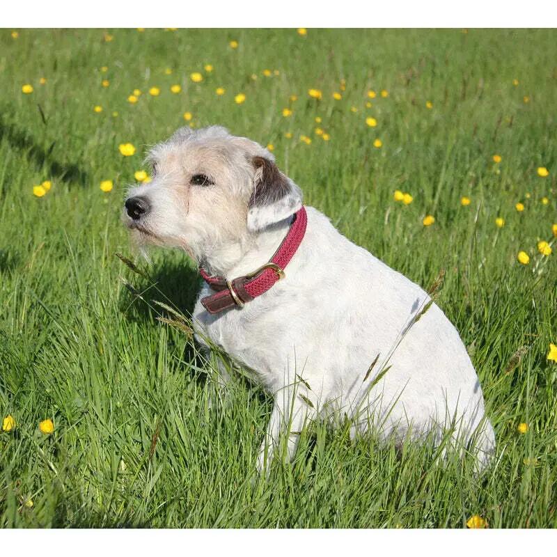 Collier pour chien en cuir tressé Weatherbeeta 2/2