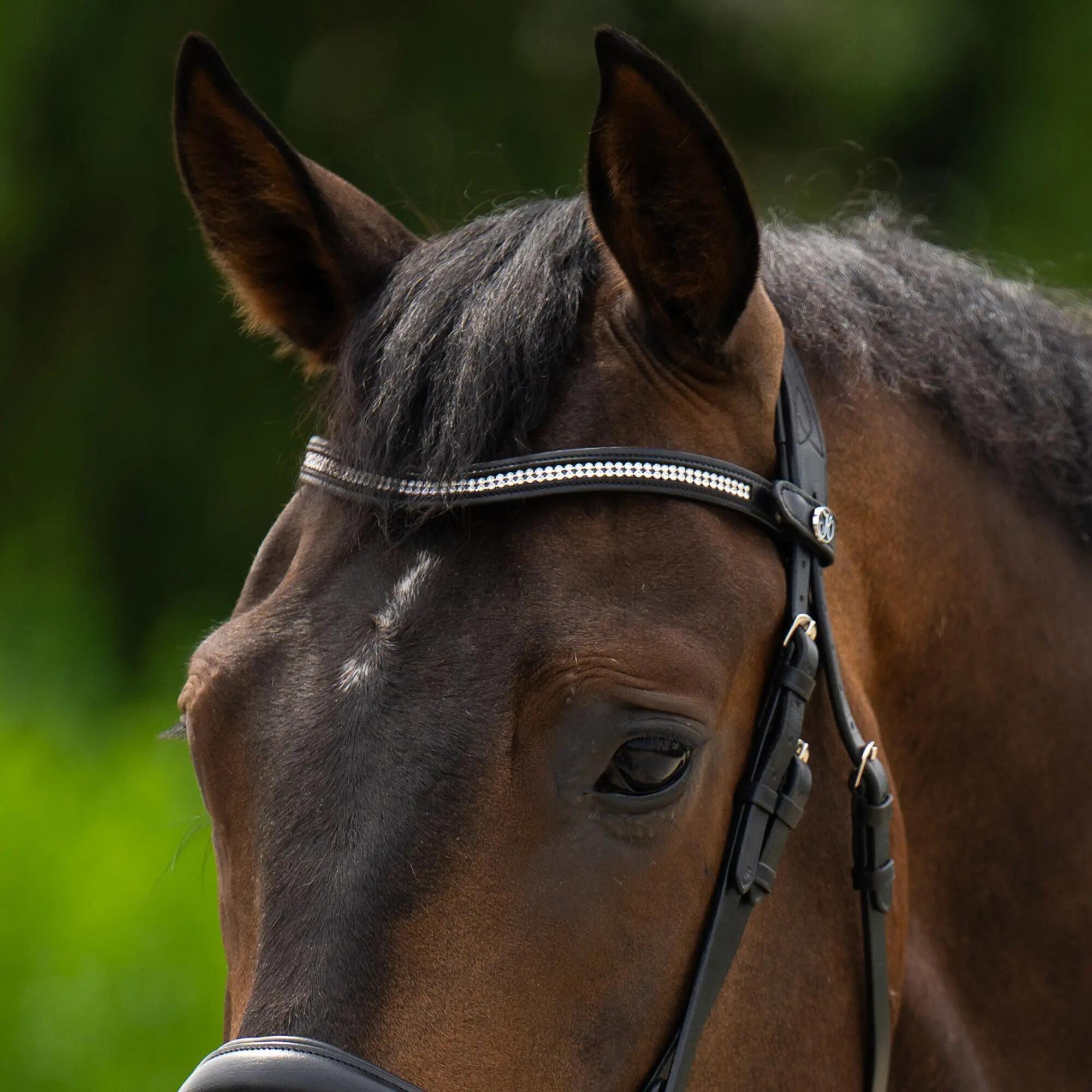 HARRYS HORSE picture
