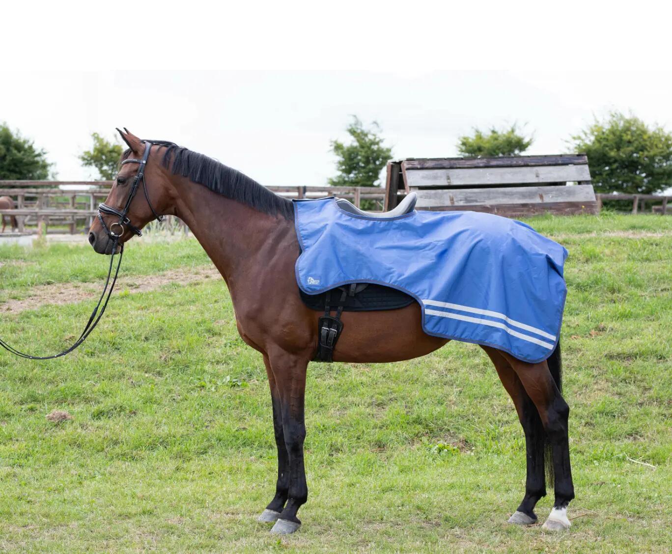 HARRYS HORSE picture