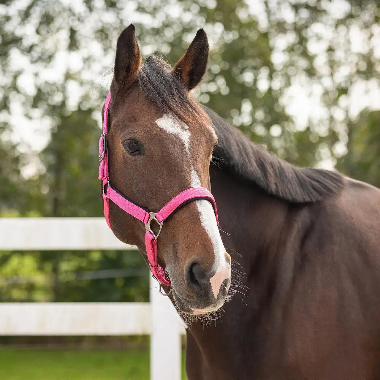 Licol pour cheval QHP 3/3