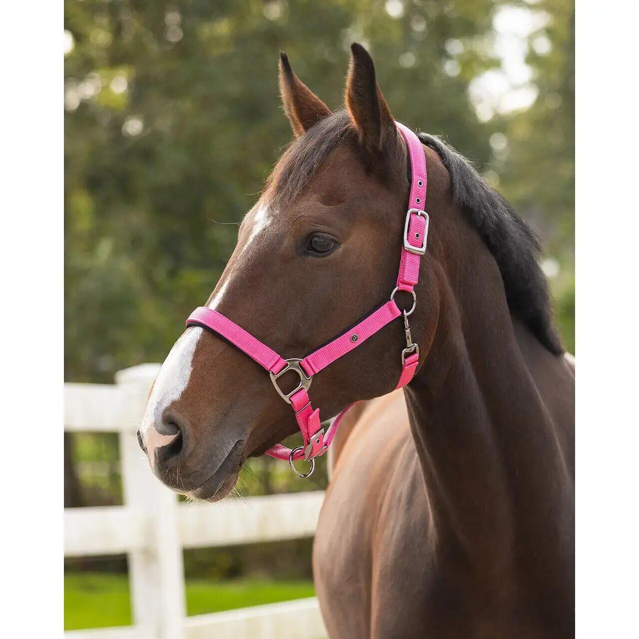 Licol pour cheval QHP 2/3