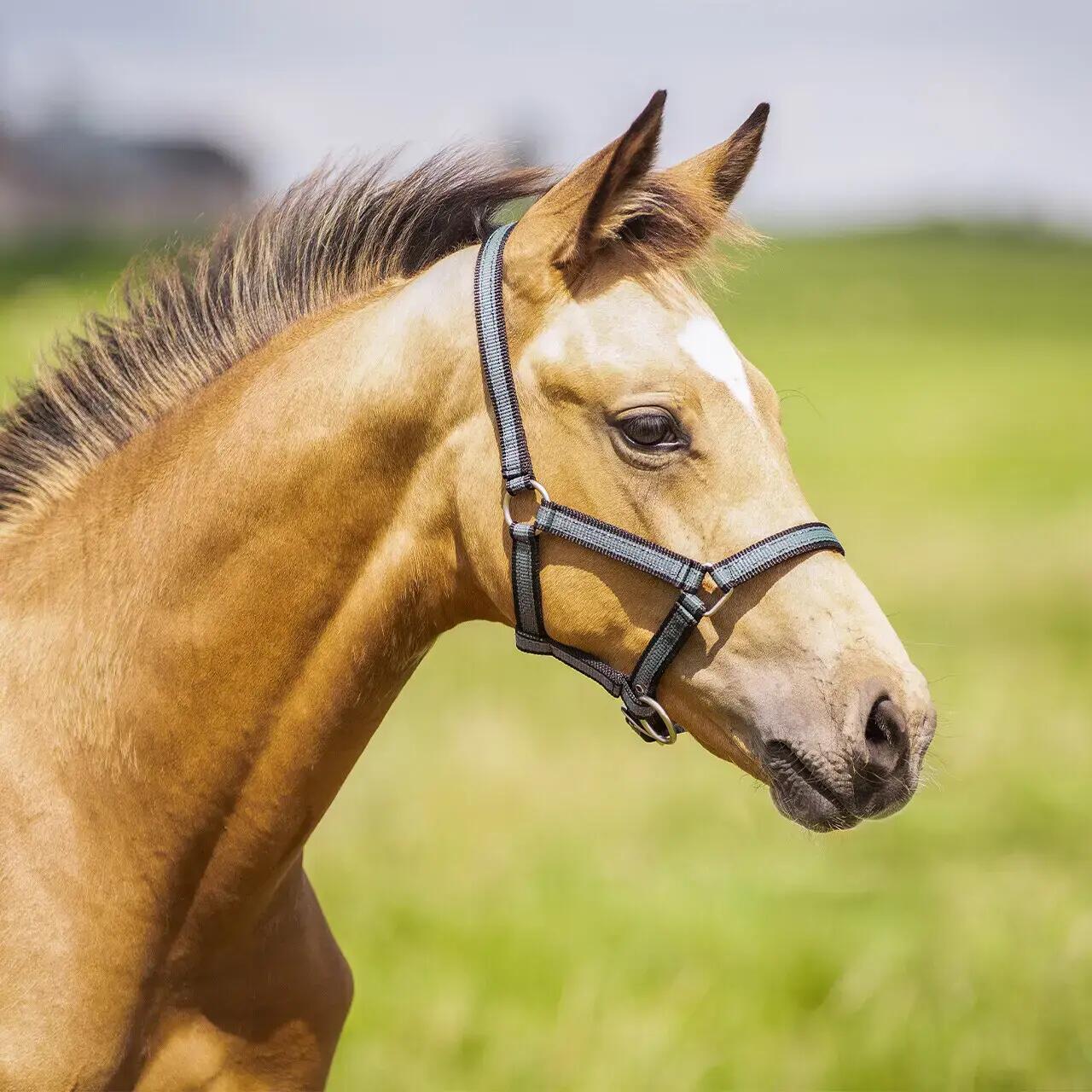 Licol pour cheval QHP 2/2