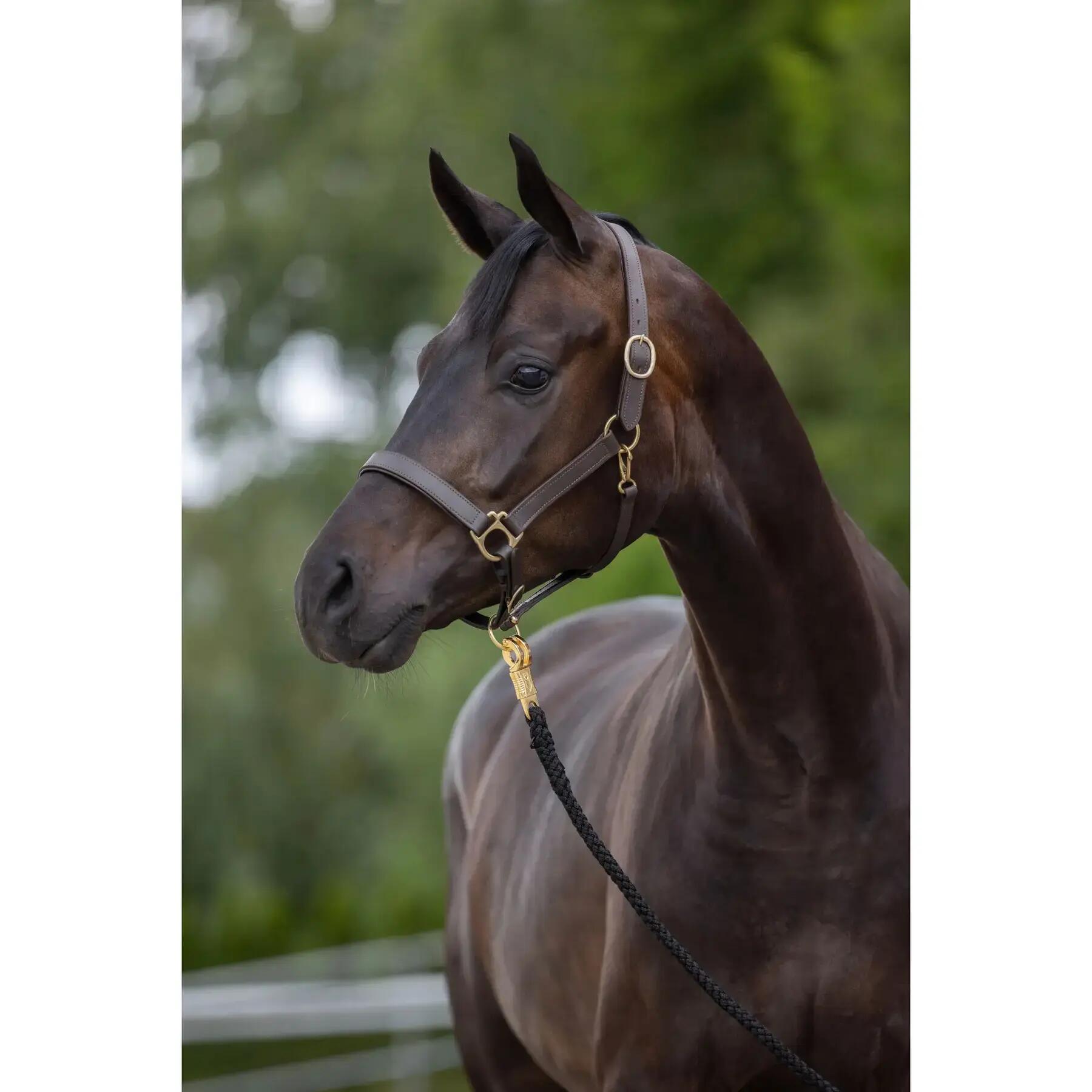 Licol pour cheval en cuir Kerbl Eco 2/3