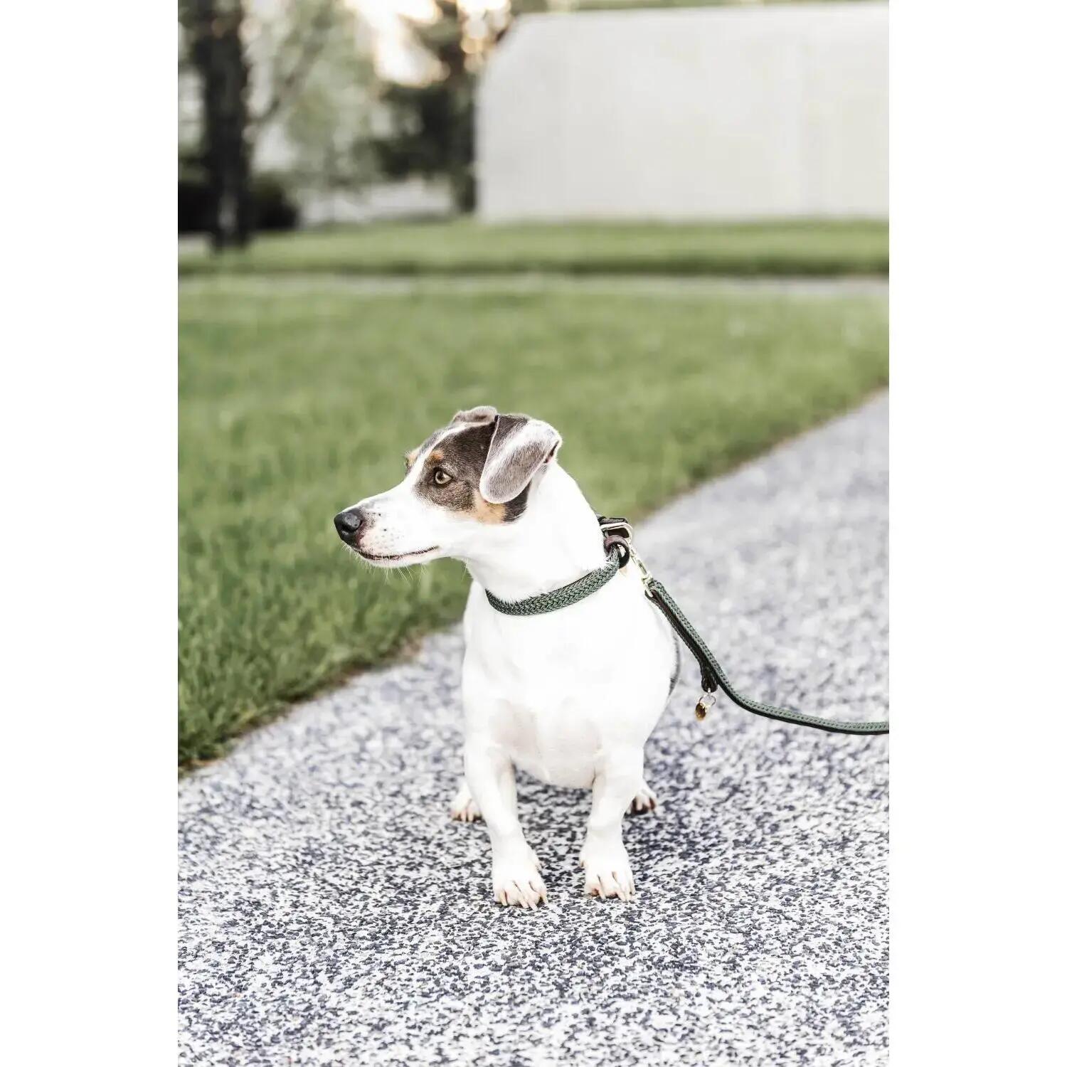 Hundeleine aus geflochtenem Nylon Kentucky 200 cm 2/3